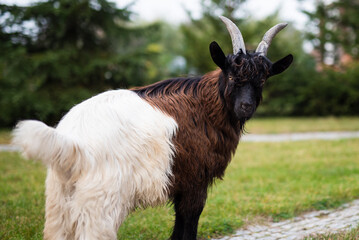 Beautiful black-necked goat on the lawn