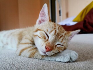 Cat, a red-haired kitten, lies with a paw under his head and sleeps contentedly