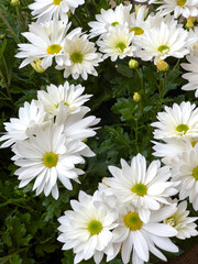 A clear white Osteospermum with yellow centers
