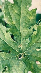 close up of green leaf