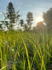 grass and sky