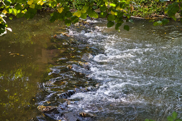 water flowing in the forest