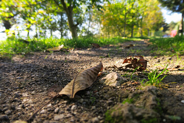 squirrel in the forest