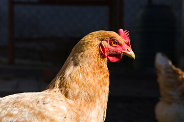 chicken