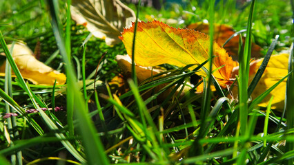 autumn leaves on grass