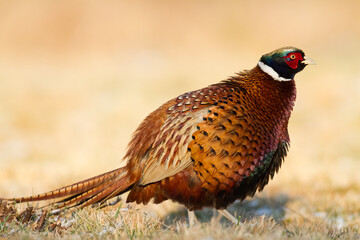 Common pheasant Phasianus colchius Ring-necked pheasant in natural habitat, male grassland	