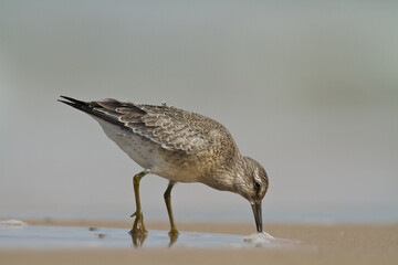 Shorebird - juvenile Calidris canutus, Red Knot on the Baltic Sea shore, migratory bird Poland Europe