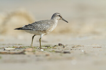 Shorebird - juvenile Calidris canutus, Red Knot on the Baltic Sea shore, migratory bird Poland Europe