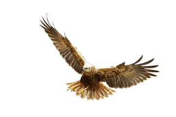 flying Bird of prey Marsh Harrier Circus aeruginosus isolated on white background	