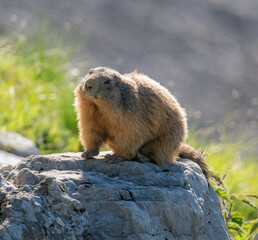 Marmotta