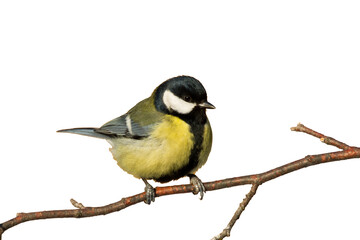Bird isolated on white background Great Tit Parus major	
