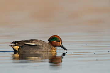 Bird, duck Anas crecca common teal, Poland Europe male	