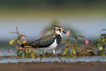 Bird Lapwing Vanellus vanellus on green background spring time close up	