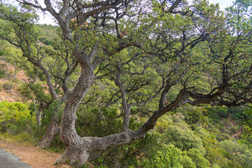 Landschaft im Estérel-Gebirge an der Côte d'Azur