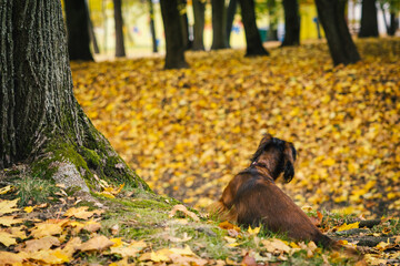 Red cute dachshund dog in autumn park, view from the back