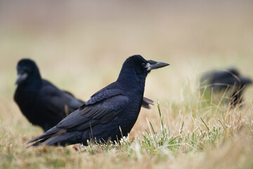 Bird Rook corvus frugilegus landing, black bird in autumn time, Poland Europe