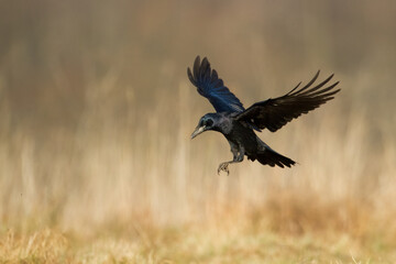 Bird Rook corvus frugilegus landing, black bird in autumn time, Poland Europe
