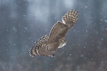 Birds of prey Goshawk Accipiter gentilis juvenile bird hunting time Poland Europe adult male bird flying