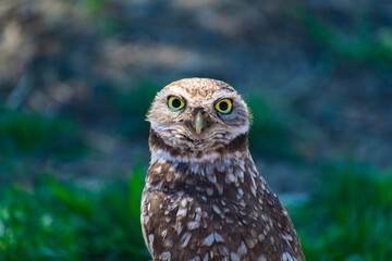 Burrowing owl's eyes