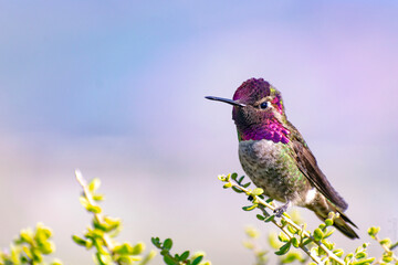 Hummingbird