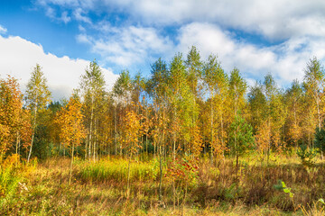 Landscape autumn field with colourful trees, autumn Poland, Europe and amazing blue sky with clouds, sunny day