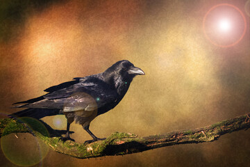 beautiful raven Corvus corax sitting on the branch North Poland Europe, 