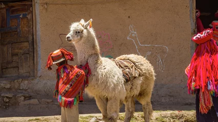 Deurstickers Lama Kid and llama in Huilloc andean town cusco peru