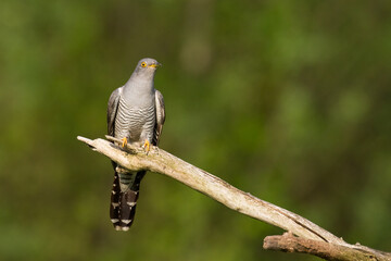 Cuckoo, Cuculus canorus, single bird - male on green background	