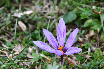 Fototapeta premium The crocus sprouted in autumn in the dried up meadow