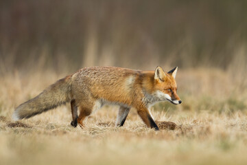 Fox Vulpes vulpes in autumn scenery, Poland Europe, animal walking among autumn meadow in amazing warm light	
