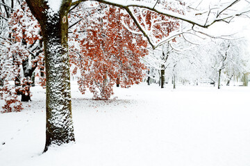 Landscape winter attack in city park, fresh snow on the trees with colourful leafs, Beautiful winter scenery	