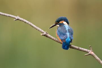 Fototapeta premium Kingfisher Alcedo atthis common kingfisher, bird - Poland, Europe 