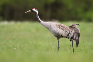 Fototapeta premium Wild common crane, grus grus, walking on hay field in spring nature. Large feathered bird landing on meadow from side view. Animal wildlife in wilderness.