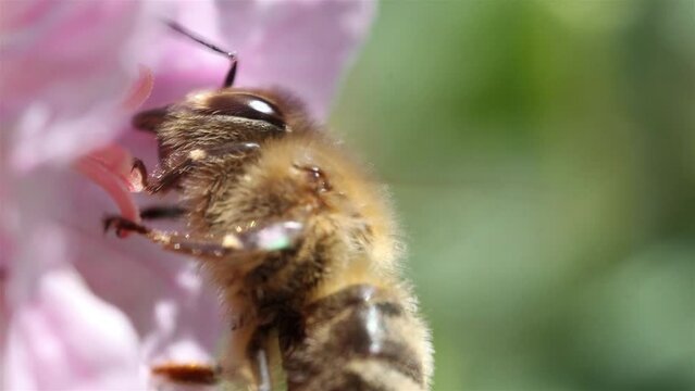 The bee holding to the flower and flaps its wings