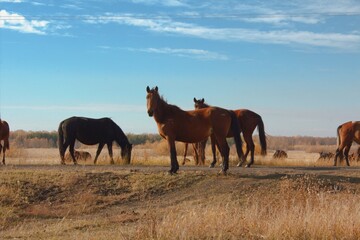 Horses of Kazakhstan near the border with Russia