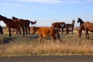 Fototapeta na wymiar Horses of Kazakhstan near the border with Russia