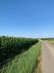 Fototapeta na wymiar The road goes into the distance near a green corn field. Vertical photo