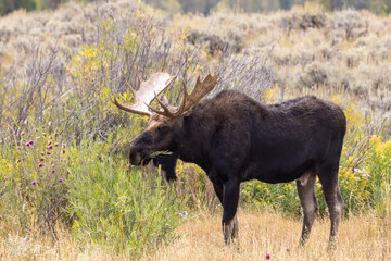 Bull Moose in Wyoming in Autumn
