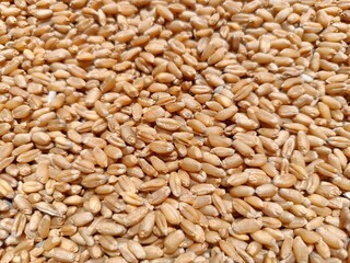 wheat grains background