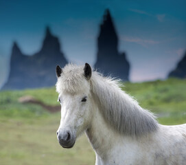 Icelandic horse on the black sand dunes of the town of Vik I Myrdal in Southern Iceland. With the...
