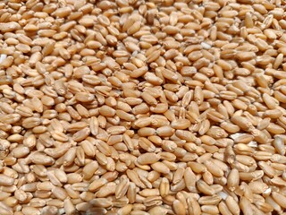 wheat grain background