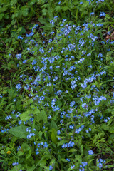 Many small blue flowers 