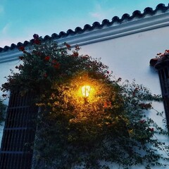 streetlight between plant