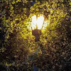 streetlight between plants