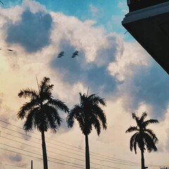 Palms