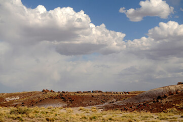 Petrified Forest Arizona