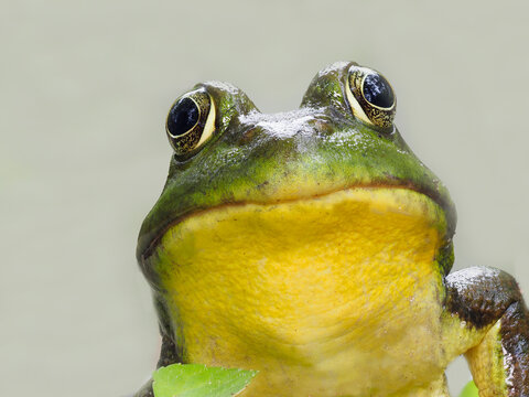 A Close-up Focus Stacked Image of the Face of a Green Frog with a Light Gray Background