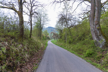 Treelined road through the German countryside
