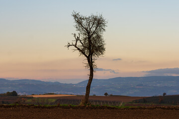 Fototapeta na wymiar herbstlicher Baum mit Eferdinger Becken im Hintergrund bei Sonnenuntergang