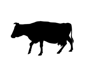 Silhouette of a walking cow, isolated